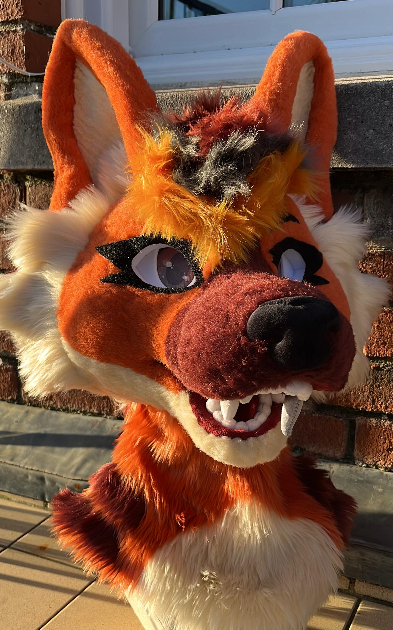 Akira the maned wolf